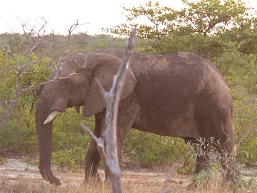 [Elephant after bath]